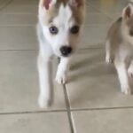 Siberian Husky in Homestead, Florida