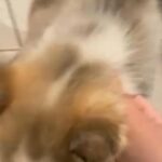 Siberian Husky Boy in Homestead, Florida