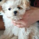 Maltese puppies in Houston, Texas