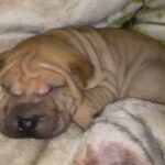 Sharpei Puppy in Los Angeles, California