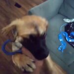 German shepherd in Binghamton, New York