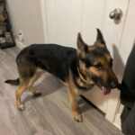 German Shepherd Rehoming in Colorado Springs, Colorado