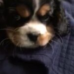 Cavalier King Charles Spaniel in Buford, Georgia