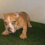 Encrypted Merle American Bully ?? in Los Angeles, California