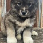 AKC Agouti Siberian Husky in Macomb, Illinois