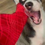 Husky Needs A New Home in San Diego, California