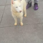 6month purebreed husky girl $900  brooklyn  n.y in New York City, New York