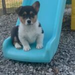 Male Ckc Pembroke Corgi, Black Tri in Grove City, Ohio