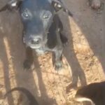 Any one need a best Friend for life??? Reduce Price just want then find a good home. in Boone, North Carolina