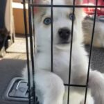 Siberian Husky Boy in Winter Haven, Florida