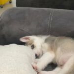 Siberian Husky in Winter Haven, Florida