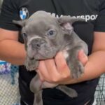 French Bulldog in Miramar, Florida