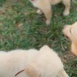 Golden retriever Puppies in Weston, Florida