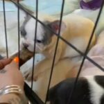 Akc French Bulldogs in Westfield, Massachusetts