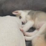 Siberian Husky in Winter Haven, Florida