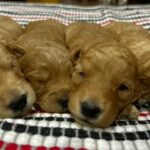Micro goldendoodles in Flushing (Charter Township), Michigan