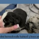 Mini Bernedoodles in Flushing (Charter Township), Michigan