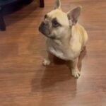 Female French Bulldog in Wichita, Kansas