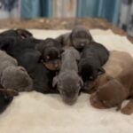 Doberman Puppies in Wichita, Kansas