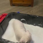 Bath Time in Carbondale, Illinois