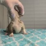 Bully Puppies in Miami, Florida