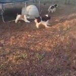 Akc Registered Springers in Carrboro, North Carolina