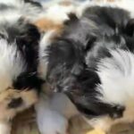 Shih Tzu Puppies For Sale in Fort Lauderdale, Florida