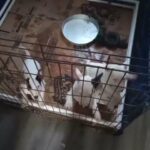 AKC bull terrier puppies in Akron, Ohio