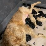 Goldendoodles in Chesapeake, Virginia