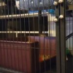 female ferret 7 months old in Casa Grande, Arizona