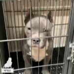 American Bully Puppies 800 Or Best Offer in Edinburg, Texas