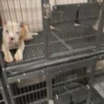 American Bully Puppies in Edinburg, Texas