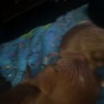Yorkipoo Puppies in Camden, New Jersey