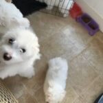 Bichon Pups in Indianapolis, Indiana