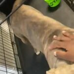 10 Month American Bully in Las Vegas, Nevada