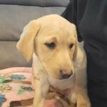 Labrador Puppy in Los Angeles, California