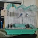 2 budgies, cage, nest, food, pearch in North Plainfield, New Jersey