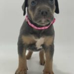 Blue Tri Female in Apple Valley, California