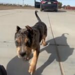 Black tri Merle in Victorville, California
