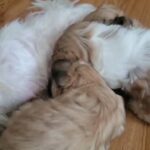 shihtzu puppies in Ocala, Florida