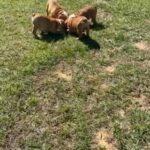 Rehome in Orlando, Florida
