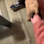 Goldendoodles in Chesapeake, Virginia