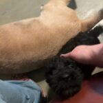 Standard Goldendoodle in Chesapeake, Virginia