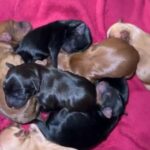 Yorkipoo in Camden, New Jersey