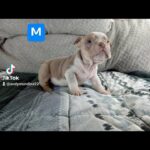 micro exotic bullies in Conroe, Texas