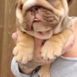 English Bulldog puppys English Bulldog puppies in Hemet, California