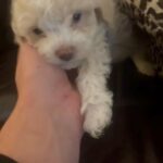 Toy poodles in Lindsay, California