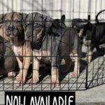 Xl Bully in San Francisco, California