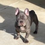 Frenchie Lilac in Riverside, California