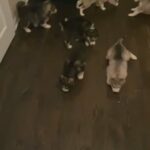 Husky Grand puppies ? in Chicago, Illinois